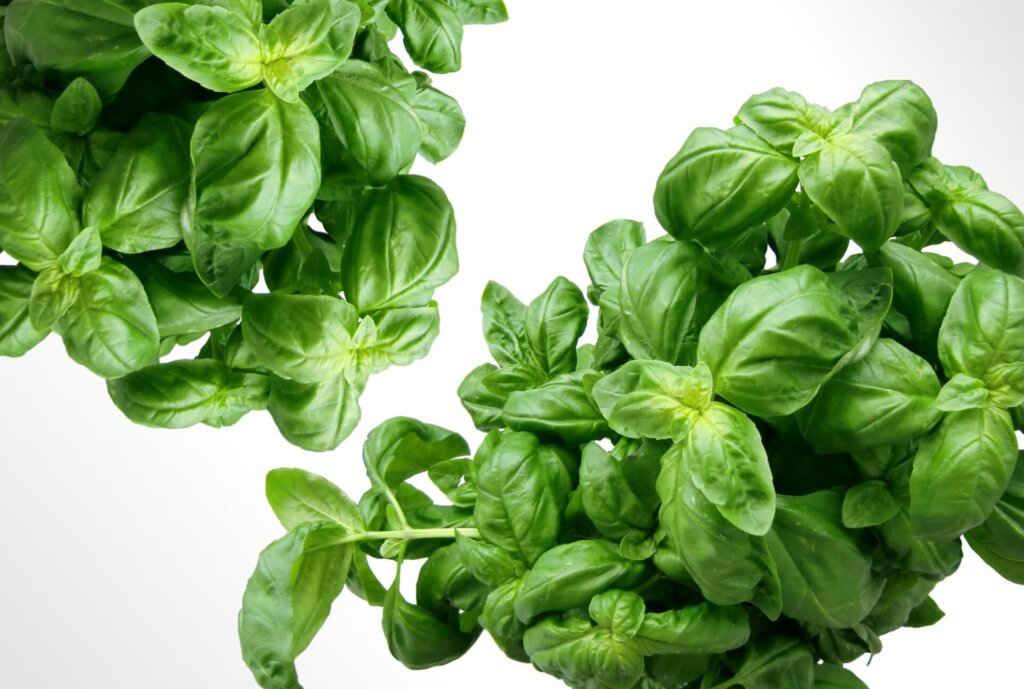 Basil Herb for Psychic Abilities