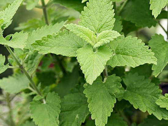 Catnip Herb for Psychic Abilities