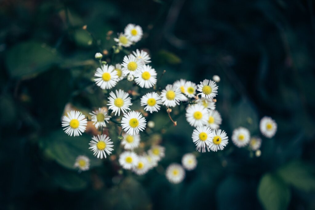 Chamomile Herb for Psychic Abilities