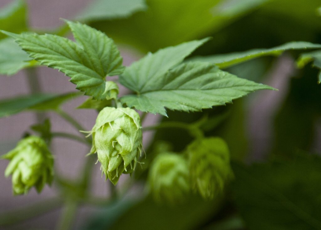 Hops Herb for Psychic Abilities