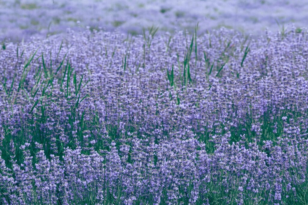Lavender Herb for Psychic Abilities