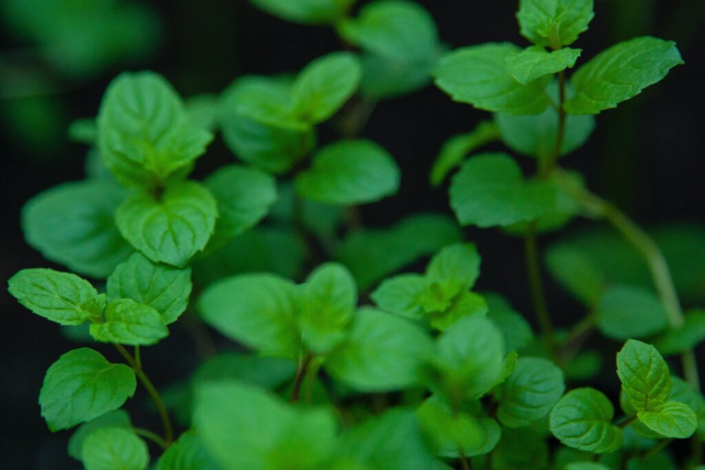Peppermint Herb for Psychic Abilities