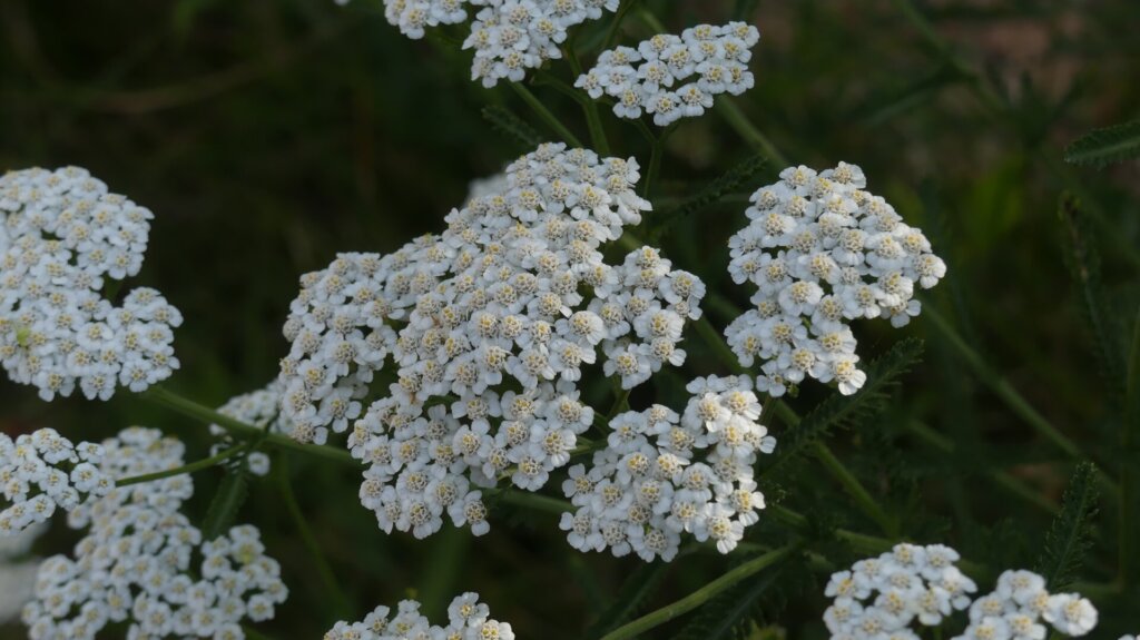 Yarrow Herb for Psychic Abilities